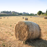 What Is The Best Way to Store Hay?